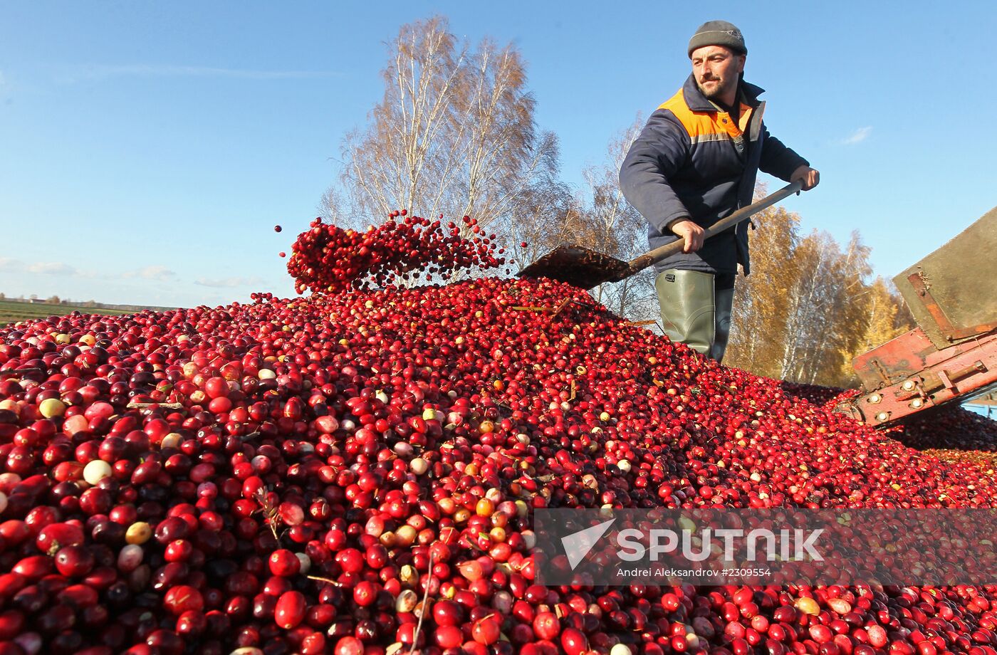 Harvesting cranberries at Belarusian Zhuravin enterprise