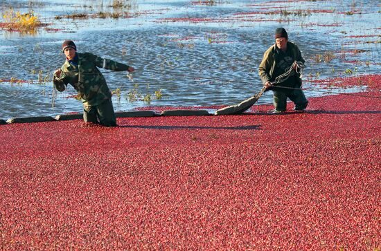Harvesting cranberries at Belarusian Zhuravin enterprise