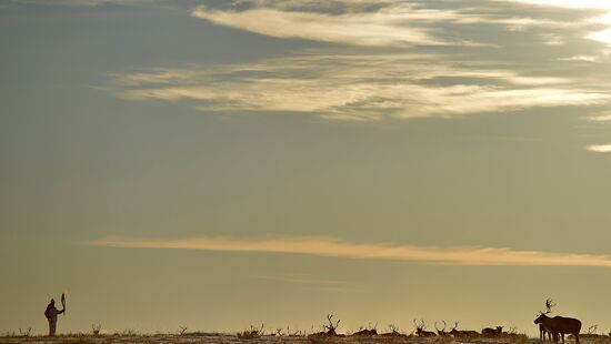 Herd of deer in Nenets Autonomous Area