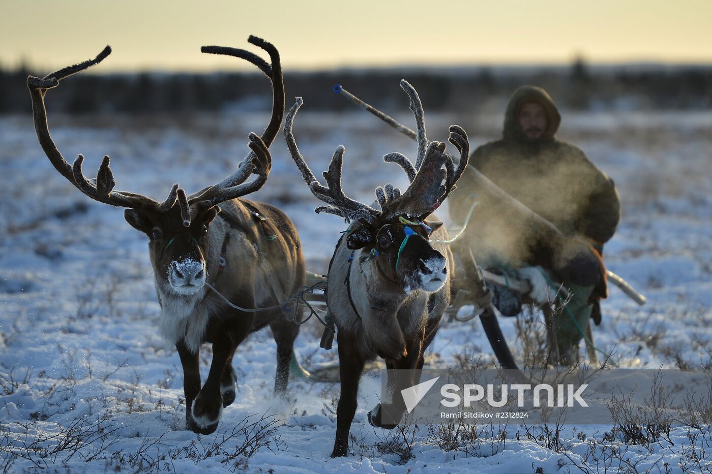 Herd of deer in Nenets Autonomous Area