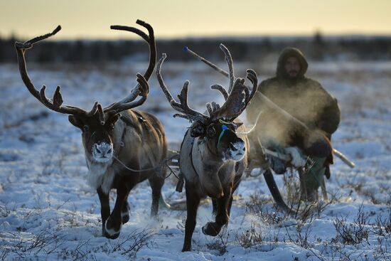 Herd of deer in Nenets Autonomous Area