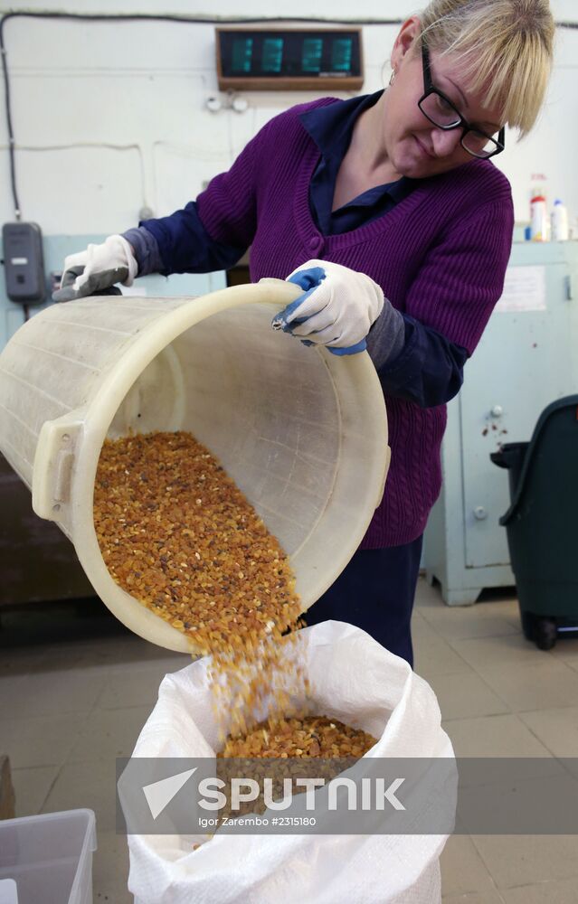 Manufacturing amber items at Kaliningrad Amber Factory