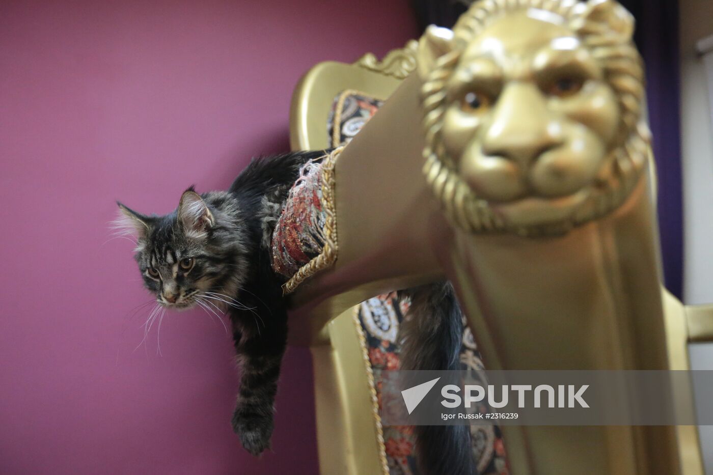 "Cat's Republic" cat-cafe in St Petersburg