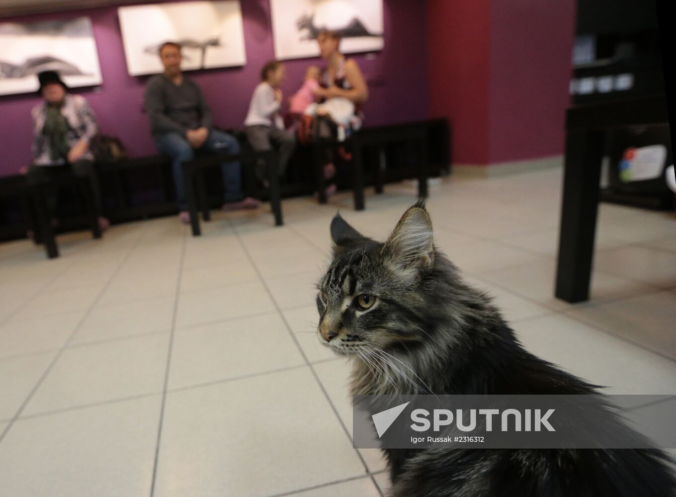 "Cat's Republic" cat-cafe in St Petersburg