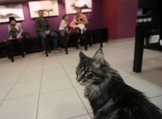 "Cat's Republic" cat-cafe in St Petersburg