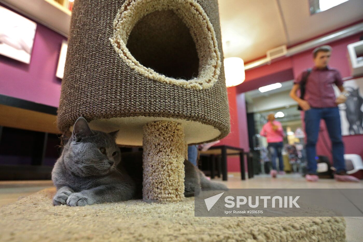 "Cat's Republic" cat-cafe in St Petersburg