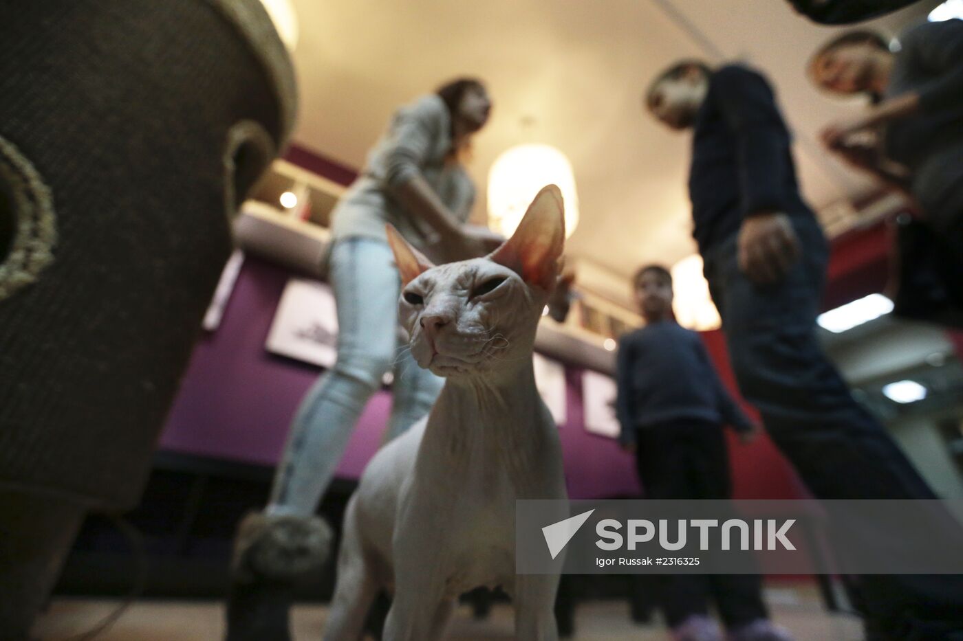 "Cat's Republic" cat-cafe in St Petersburg