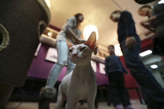 "Cat's Republic" cat-cafe in St Petersburg