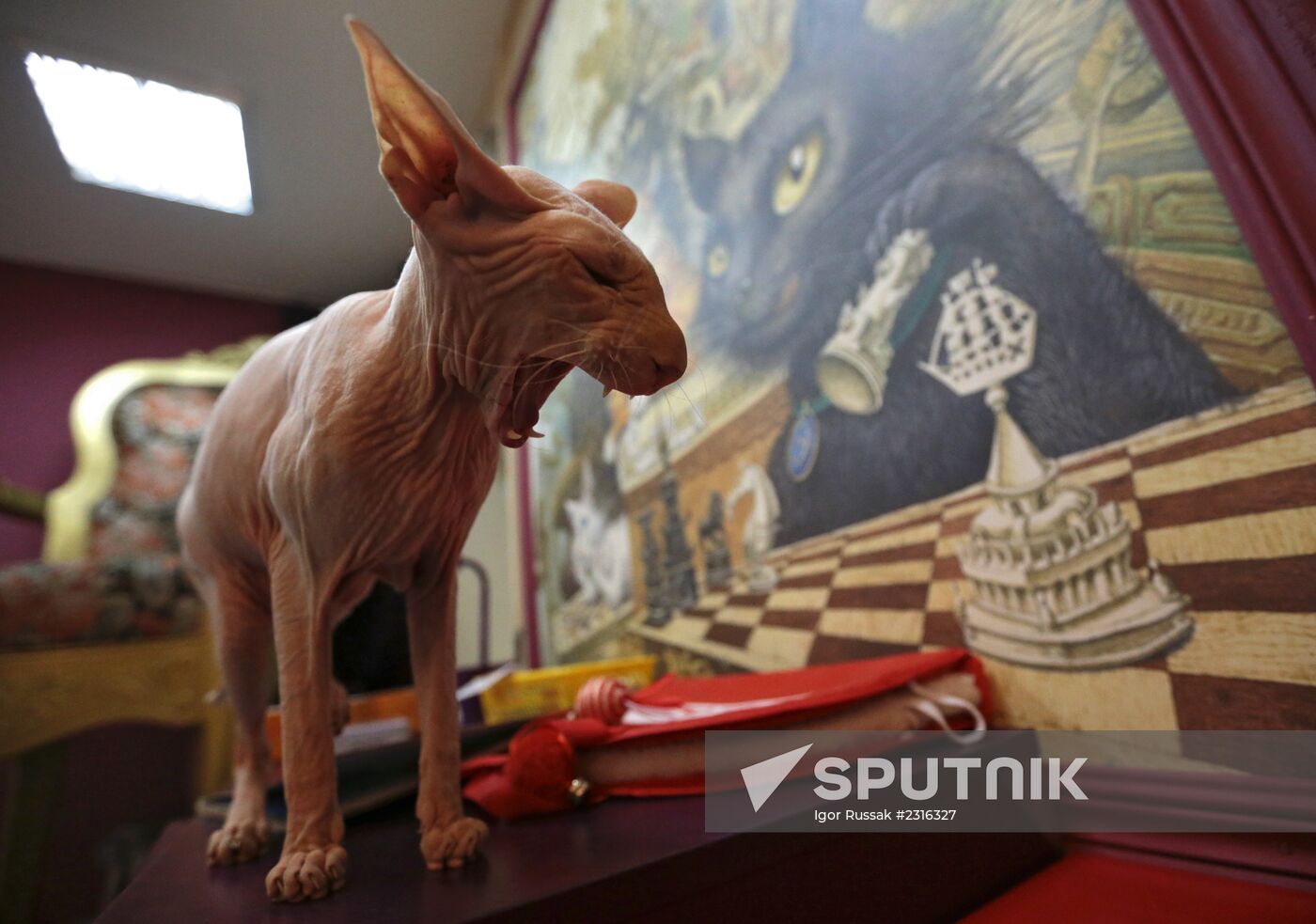 "Cat's Republic" cat-cafe in St Petersburg