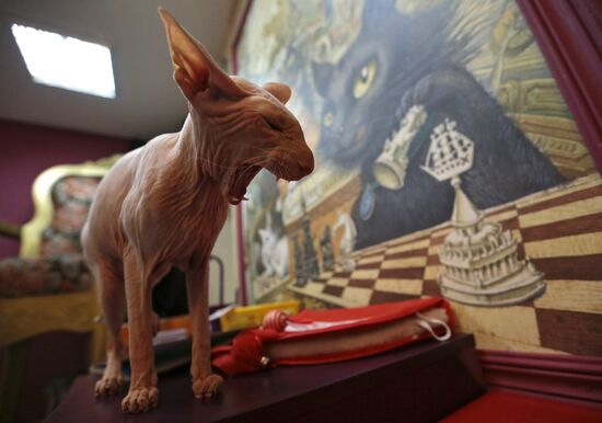 "Cat's Republic" cat-cafe in St Petersburg