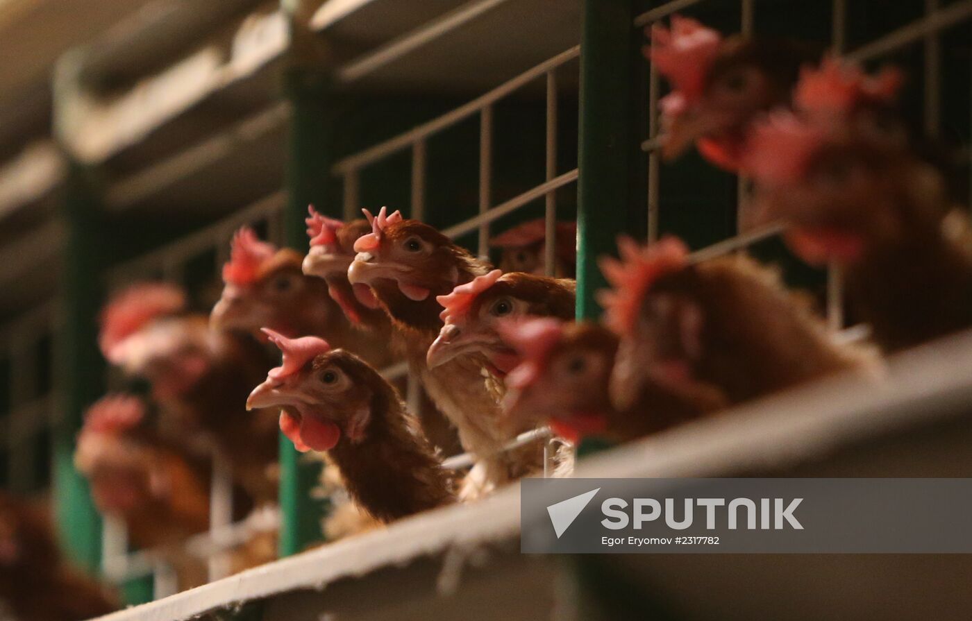 Work at 1st Minsk Poultry Factory in Minsk Region