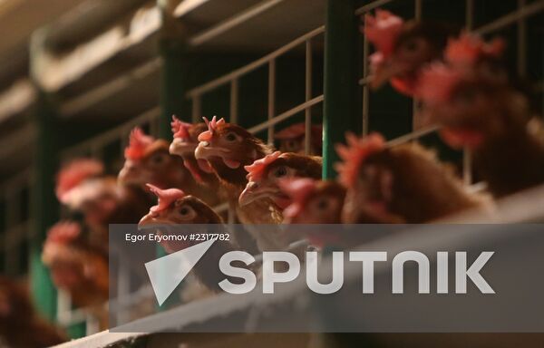 Work at 1st Minsk Poultry Factory in Minsk Region
