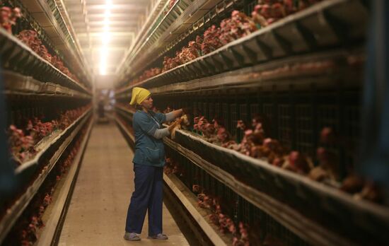 Work at 1st Minsk Poultry Factory in Minsk Region