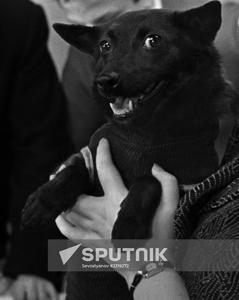 Soviet space dog