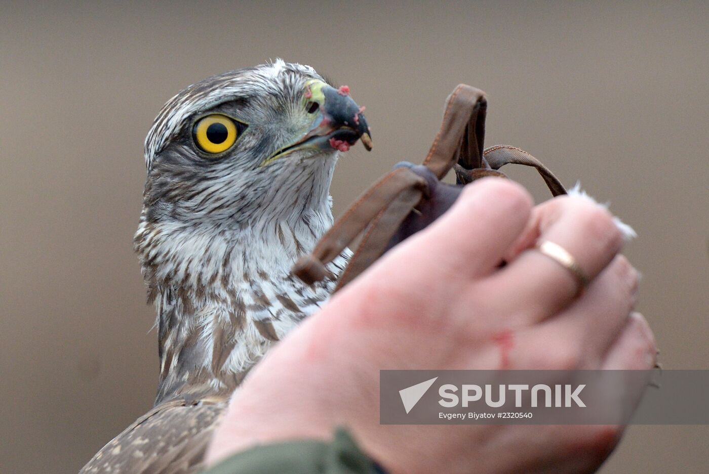Falconry in Moscow Region