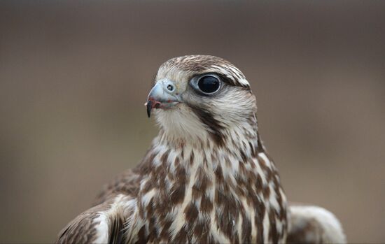 Falconry in Moscow Region