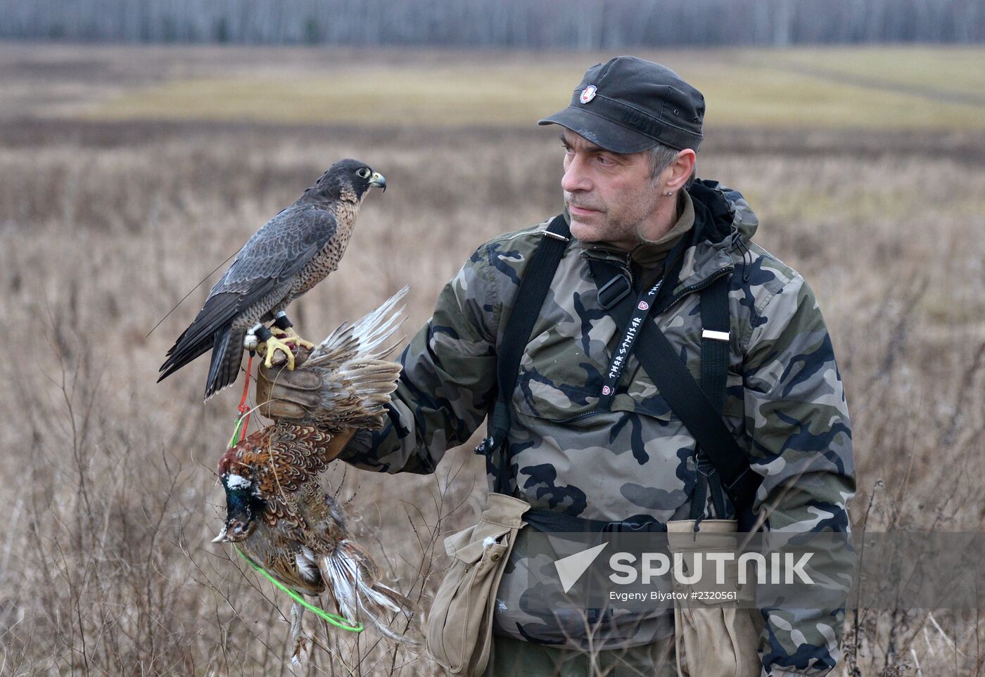 Falconry in Moscow Region