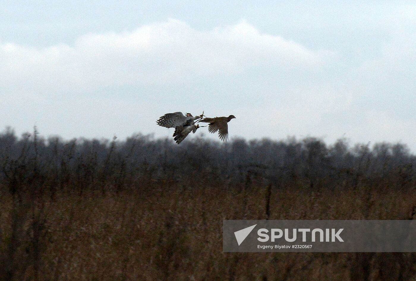 Falconry in the Moscow Region