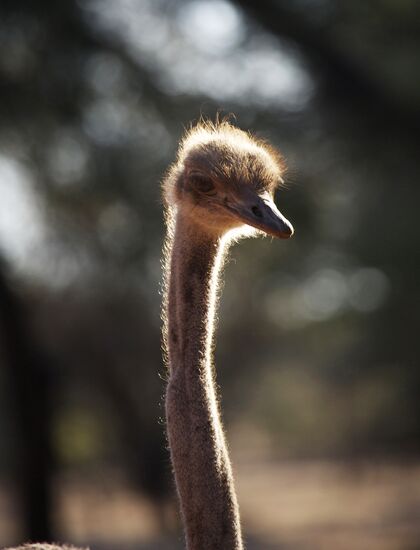 Countries of the world. Namibia