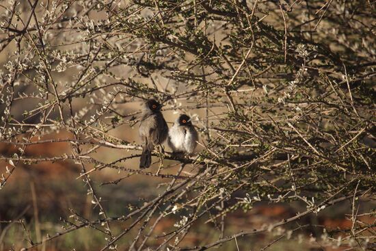Countries of the world. Namibia