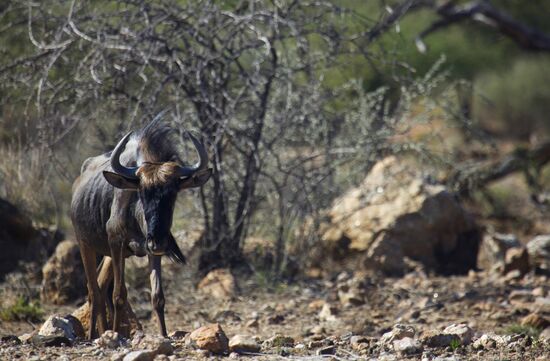 Countries of the world. Namibia