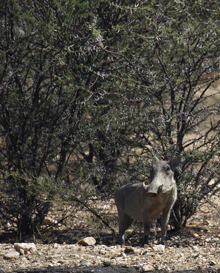 Countries of the world. Namibia