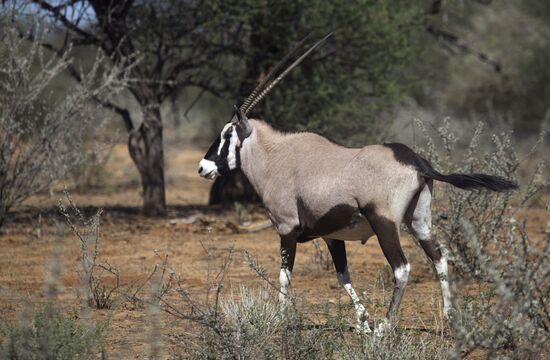 Countries of the world. Namibia