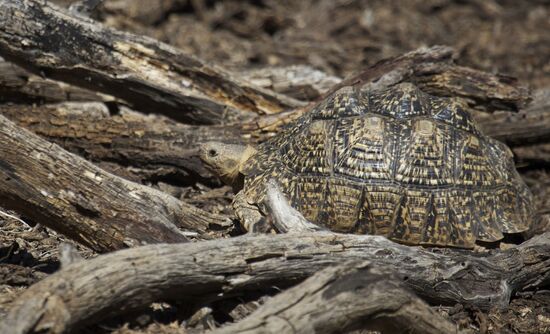 Countries of the world. Namibia