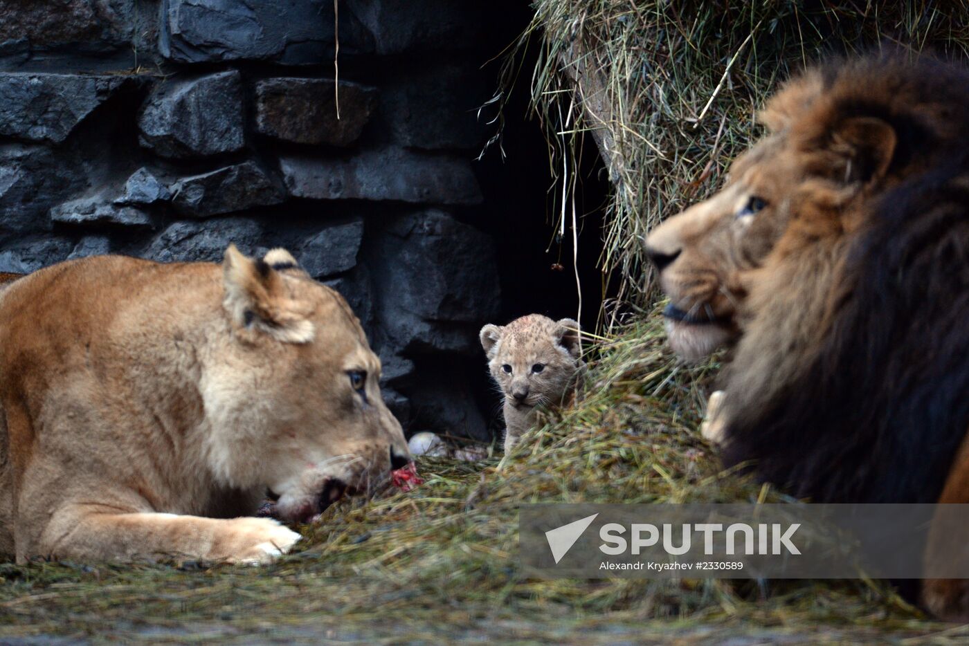 Two African lion cubs born at Novosibirsk Zoo