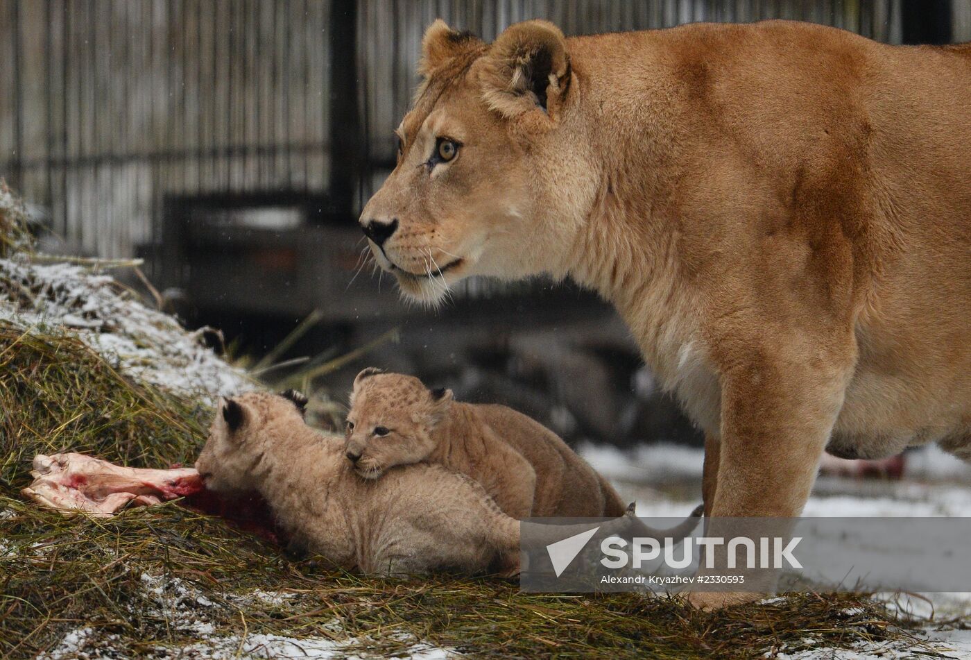Two African lions born in Novosibirsk Zoo
