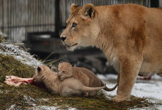 Two African lions born in Novosibirsk Zoo