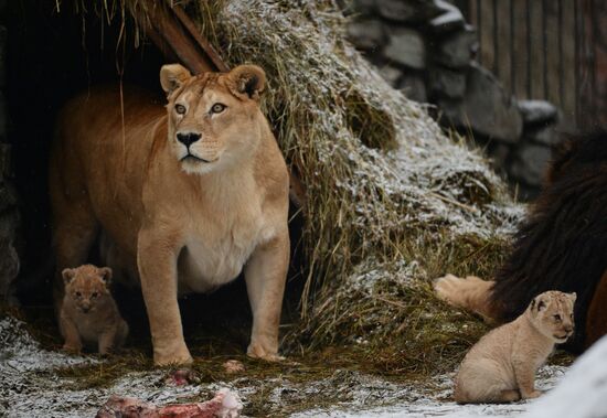 Two African lion cubs born at Novosibirsk Zoo