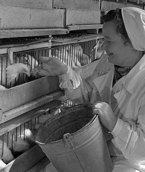 Chicken farm worker