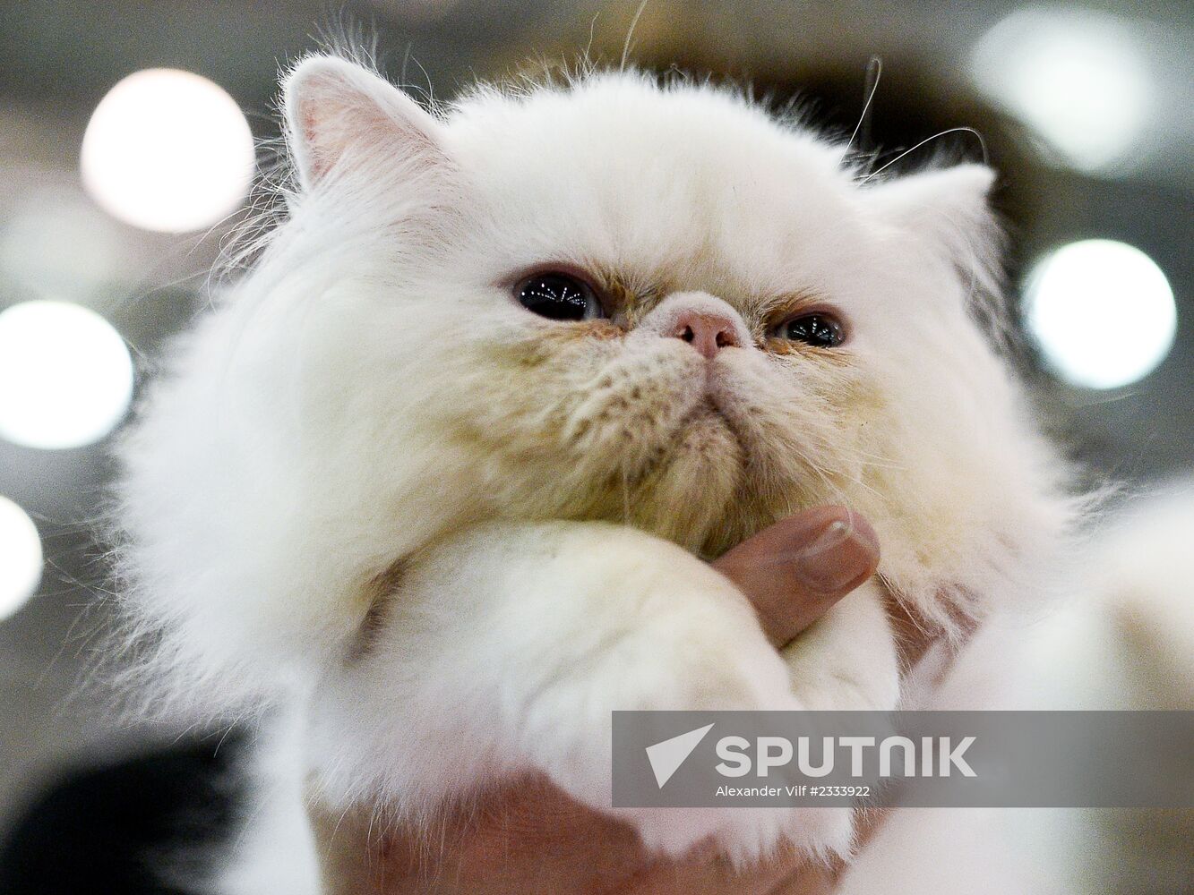 Grand Prix Royal Canin 2013 international cat show
