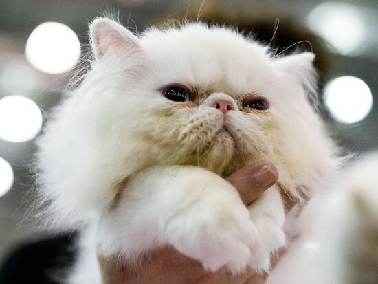 Grand Prix Royal Canin 2013 international cat show