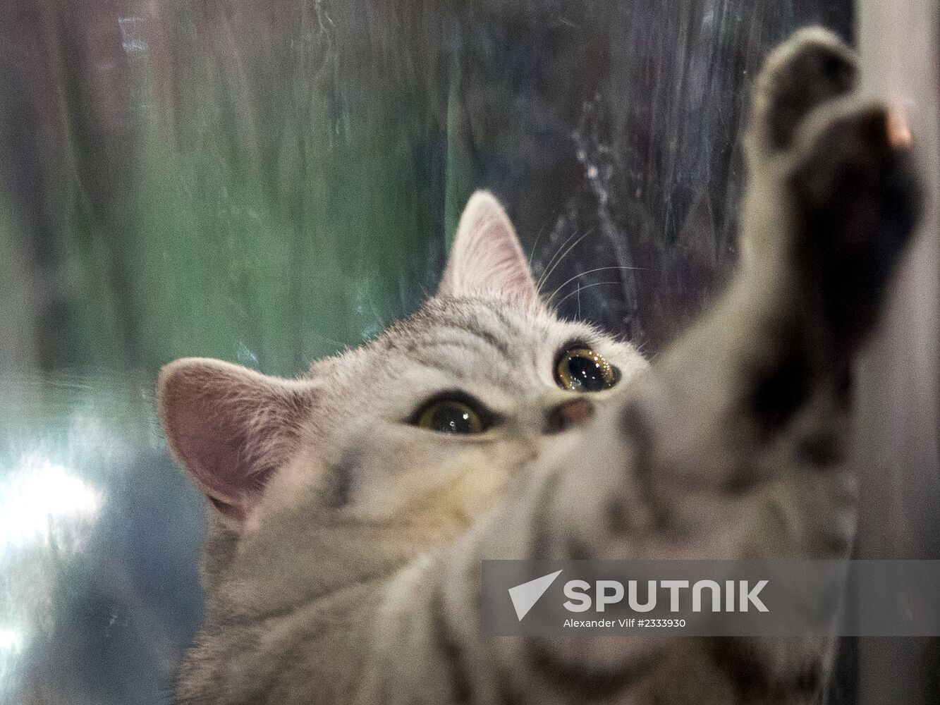 Grand Prix Royal Canin 2013 international cat show