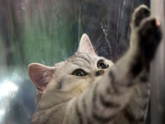 Grand Prix Royal Canin 2013 international cat show