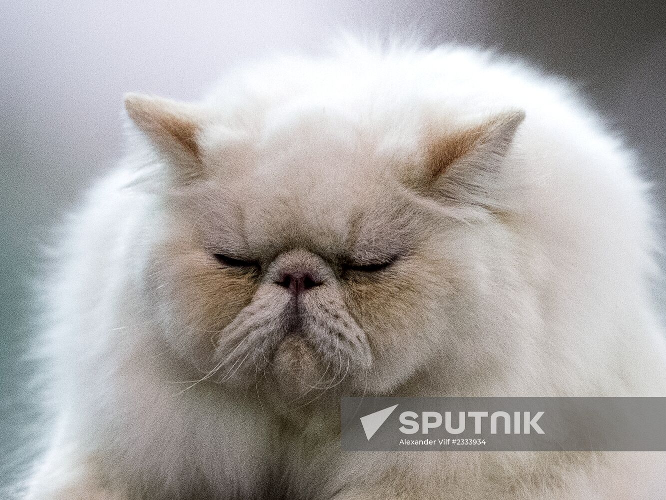 Grand Prix Royal Canin 2013 international cat show