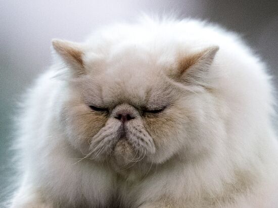 Grand Prix Royal Canin 2013 international cat show