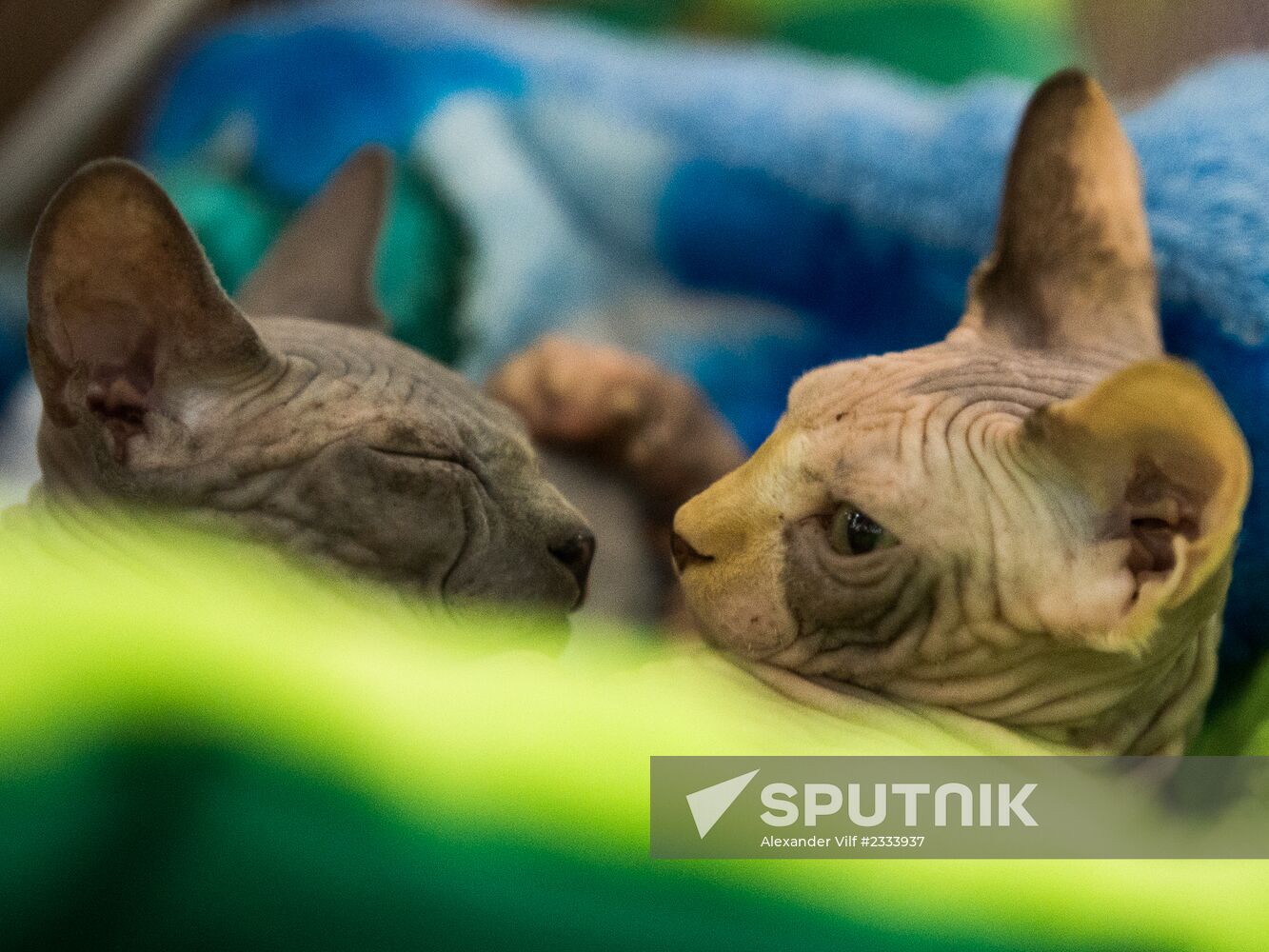 Grand Prix Royal Canin 2013 international cat show