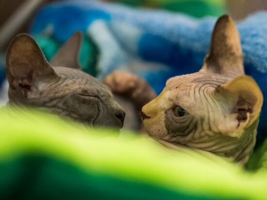 Grand Prix Royal Canin 2013 international cat show