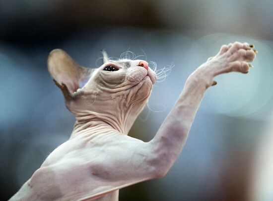 Grand Prix Royal Canin 2013 international cat show