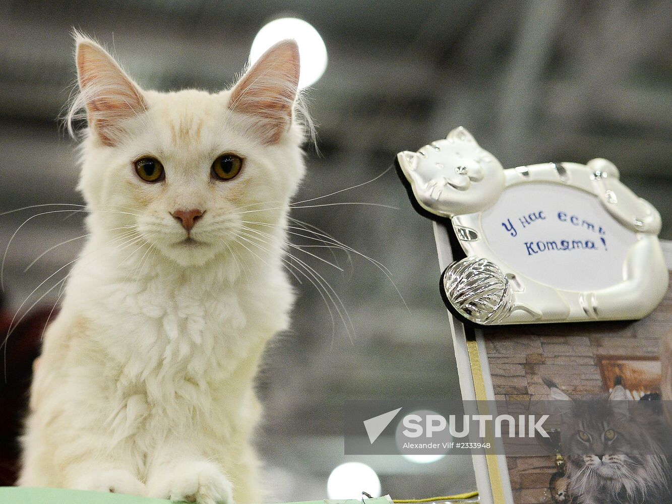 Grand Prix Royal Canin 2013 international cat show