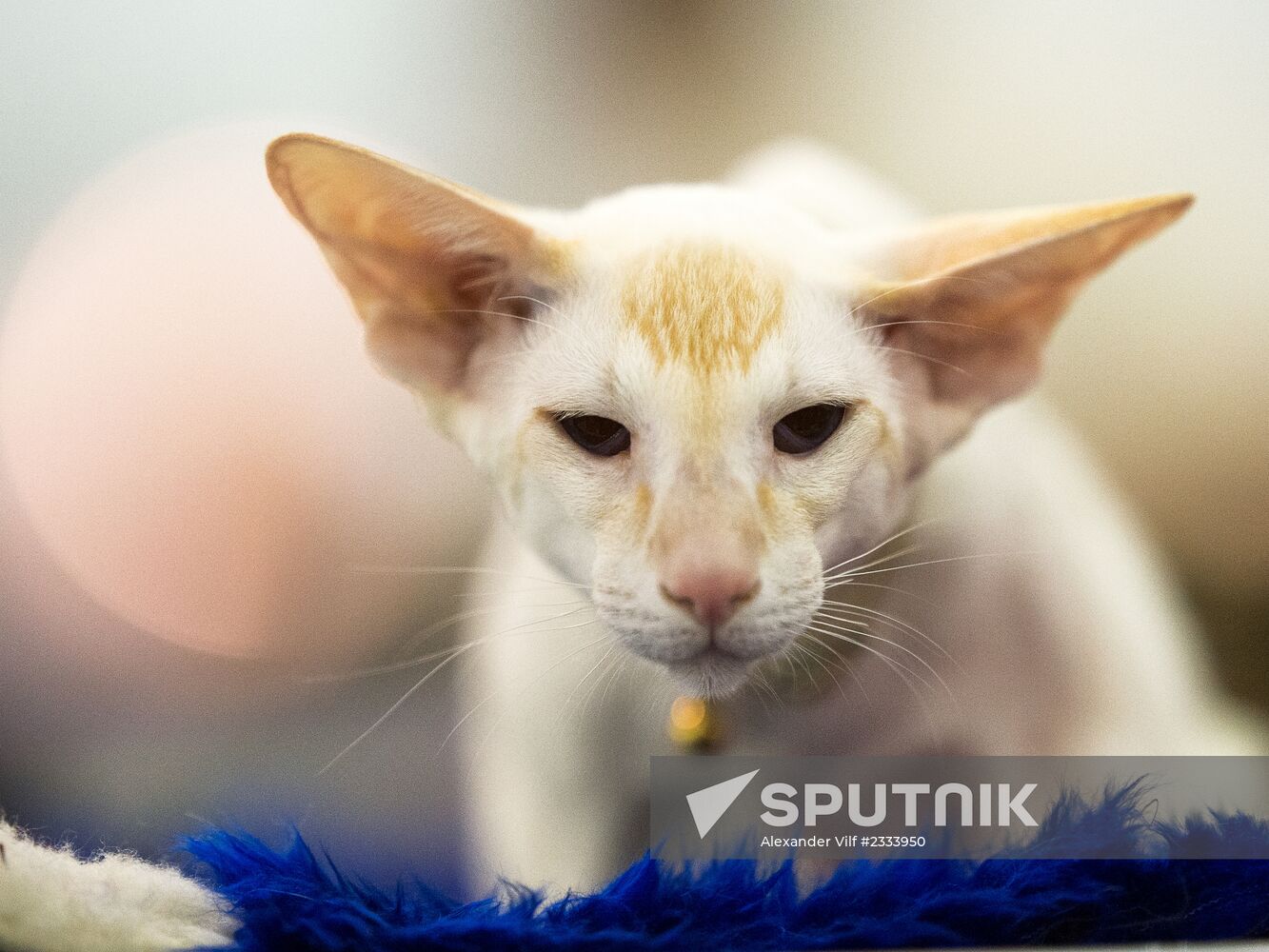 Grand Prix Royal Canin 2013 international cat show