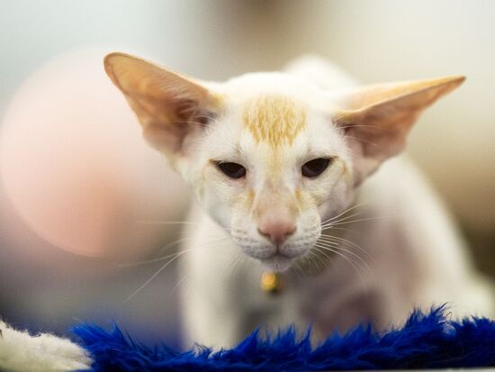 Grand Prix Royal Canin 2013 international cat show