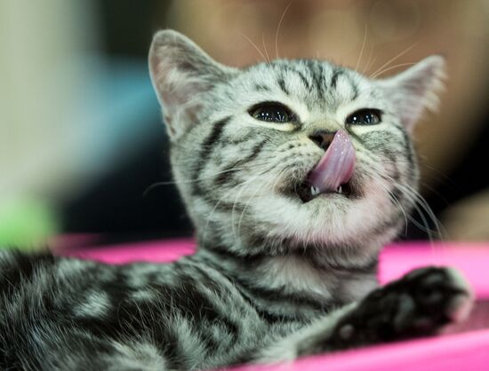 Grand Prix Royal Canin 2013 international cat show