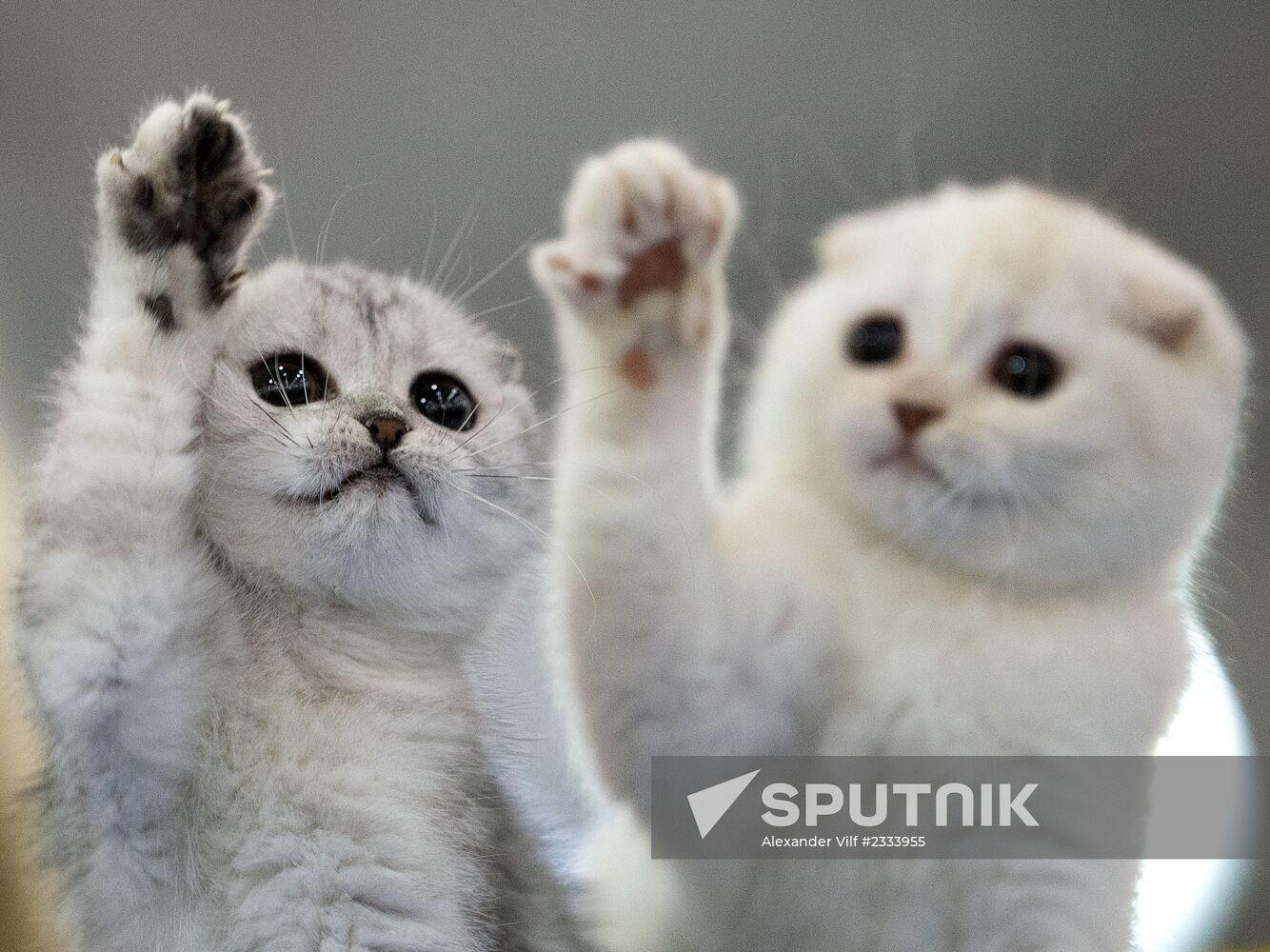 Grand Prix Royal Canin 2013 international cat show