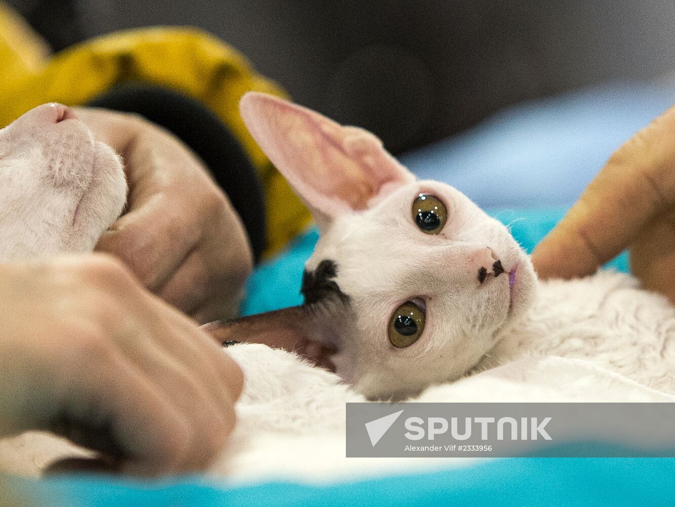 Grand Prix Royal Canin 2013 international cat show