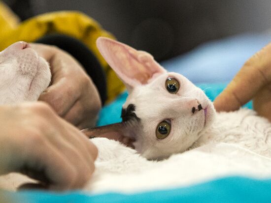Grand Prix Royal Canin 2013 international cat show