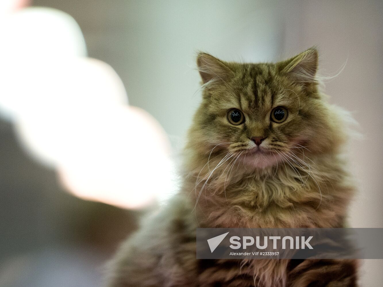 Grand Prix Royal Canin 2013 international cat show